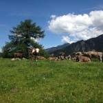 Rinder auf der Weide